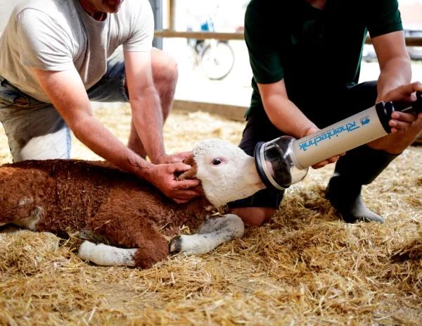 Pumpe for pustehjelp - kalv