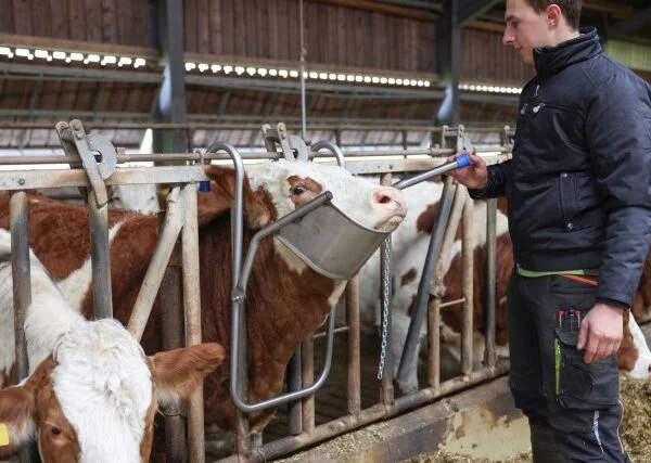 Vink hodeholder for ku - Bilde 2