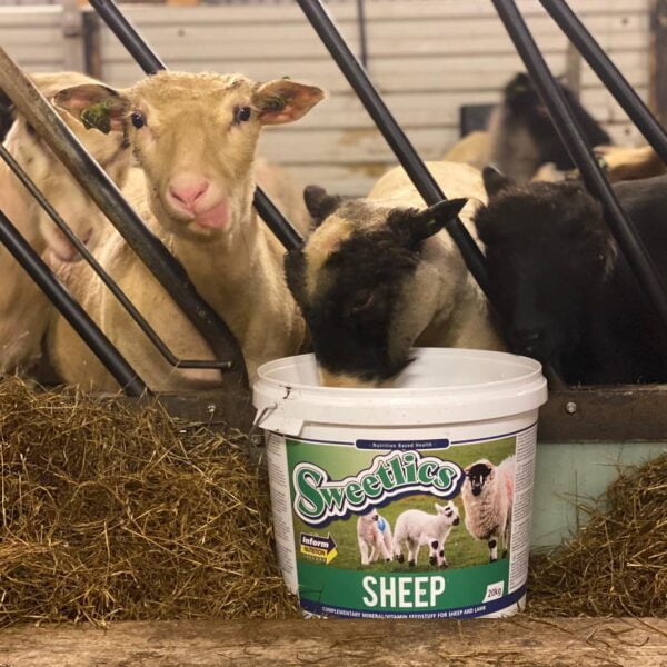 Sweetlics sau 20kg GRØNN bøtte - Bilde 2
