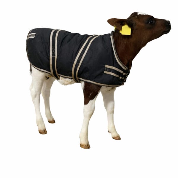 Cosy Calf kalvejakke str L Holstein/Nrf