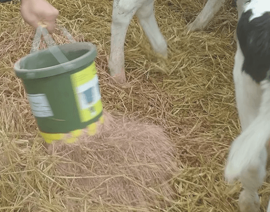 Staldren Spredespann - Bilde 4