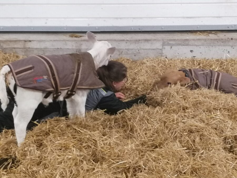 Cosy Calf kalvejakke str L Holstein/Nrf - Bilde 2
