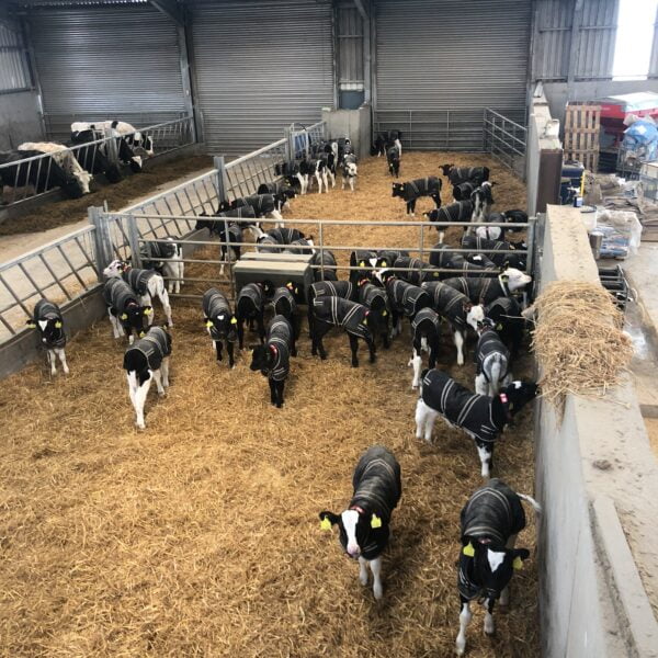 Cosy Calf kalvejakke str S Jersey - Bilde 3