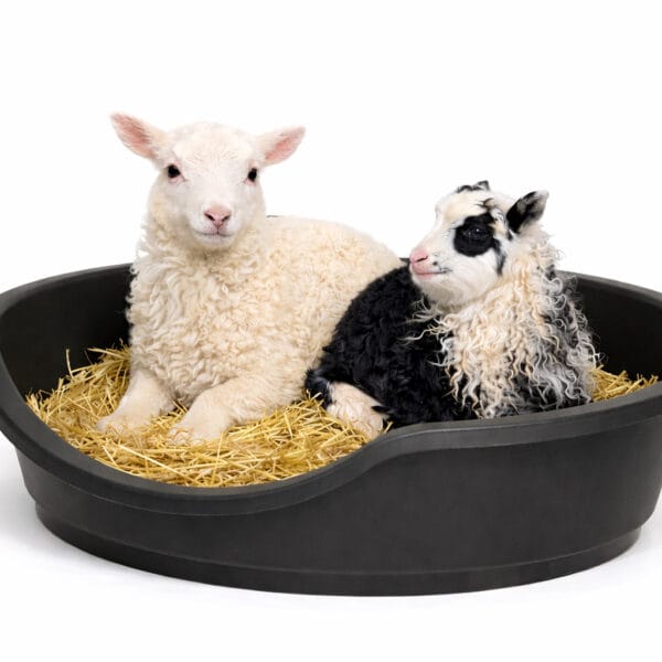 Lammeseng 80 x 60 x 25cm