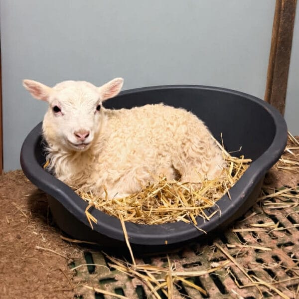 Lammeseng ENKEL 60 x 40 x 20cm