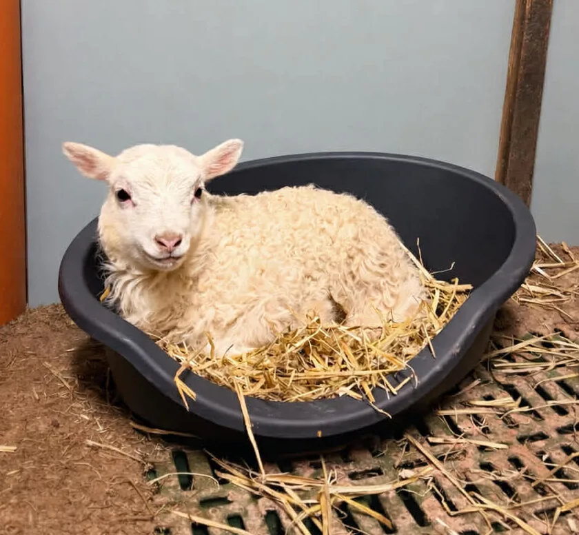 Lammeseng ENKEL 60 x 40 x 20cm